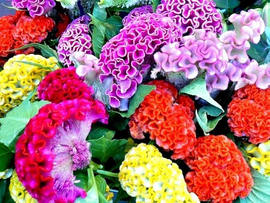 Celosia, Assorted - View 32 from www redcrocus com