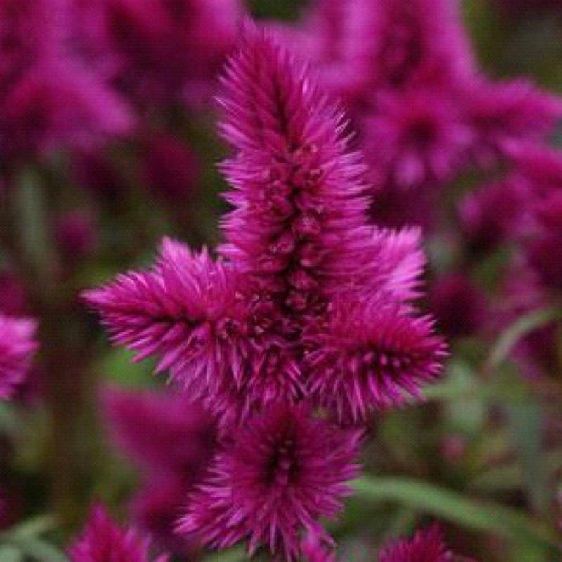 Celosia, Assorted - View 33 from www redcrocus com