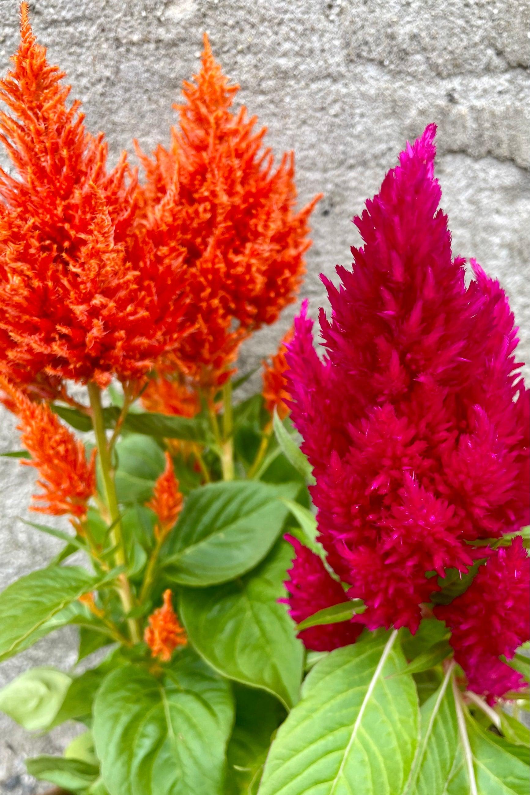 Celosia, Assorted - View 34 from www redcrocus com