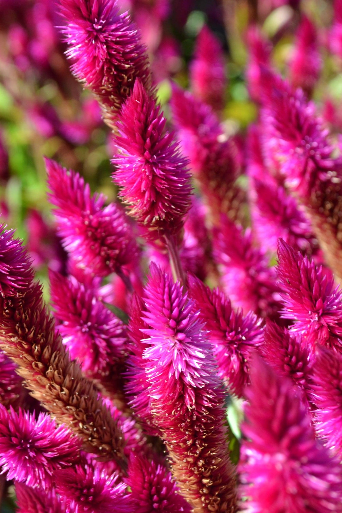 Celosia, Assorted - View 35 from www redcrocus com
