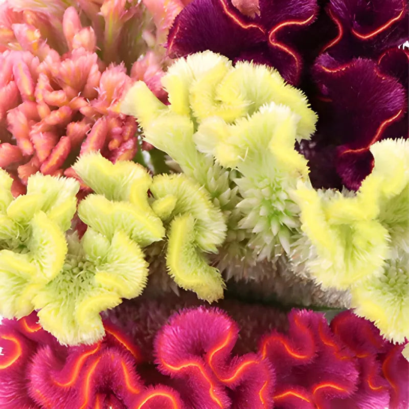 Celosia, Assorted - View 37 from www redcrocus com