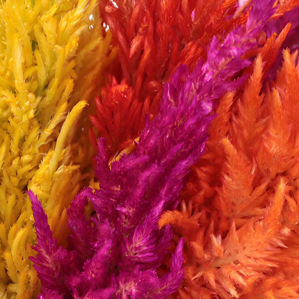 Celosia, Assorted - View 39 from www redcrocus com