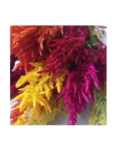 Celosia, Assorted - View 3 from www redcrocus com