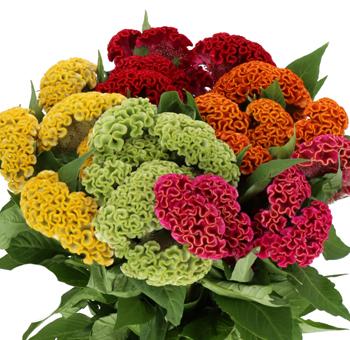 Celosia, Assorted - View 5 from www redcrocus com