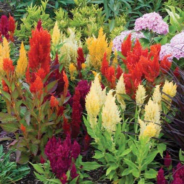Celosia, Assorted - View 6 from www redcrocus com
