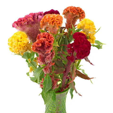 Celosia, Assorted - View 7 from www redcrocus com