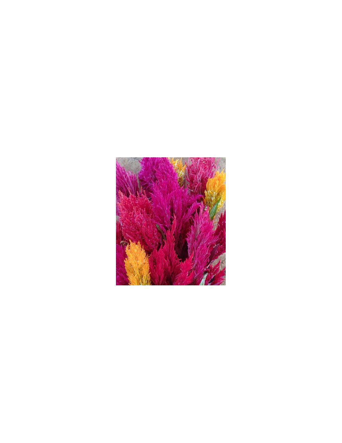 Celosia, Assorted - View 8 from www redcrocus com