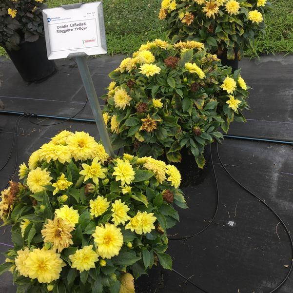 Dahlia 'labella Maggiore Yellow' - View 5 from www redcrocus com
