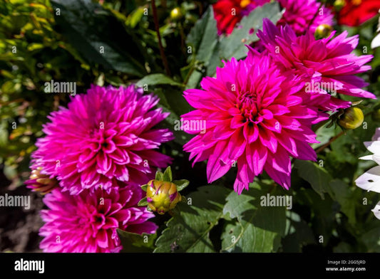 Dahlia 'labella Maggiore Deep Rose' - View 10 from www redcrocus com