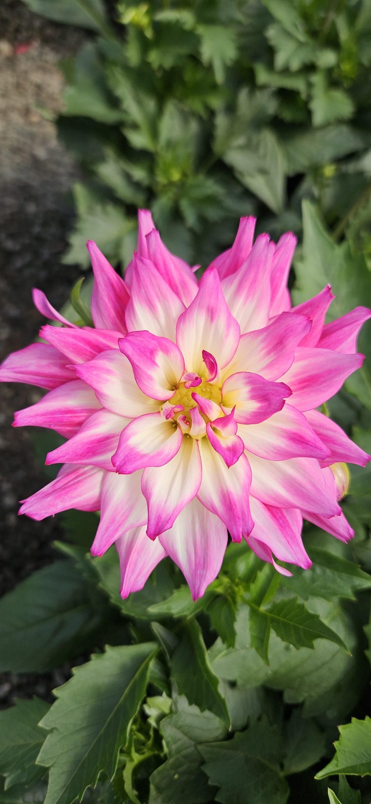 Dahlia 'labella Maggiore Fun Pomegranate' - View 14 from www redcrocus com