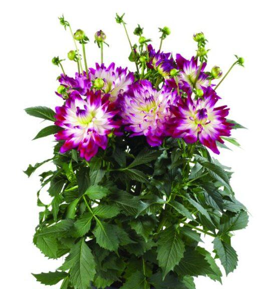 Dahlia 'labella Maggiore Fun Pomegranate' - View 17 from www redcrocus com