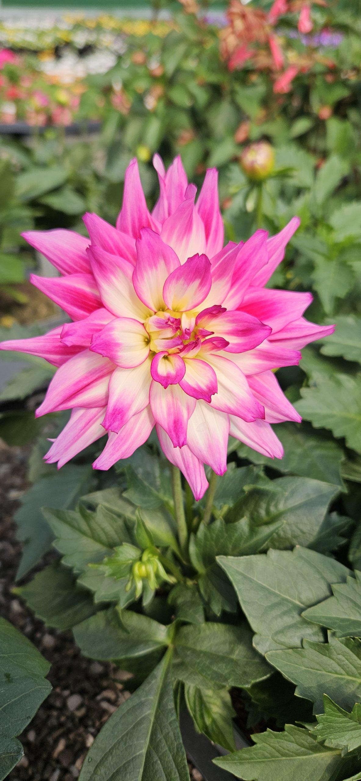 Dahlia 'labella Maggiore Fun Pomegranate' - View 18 from www redcrocus com