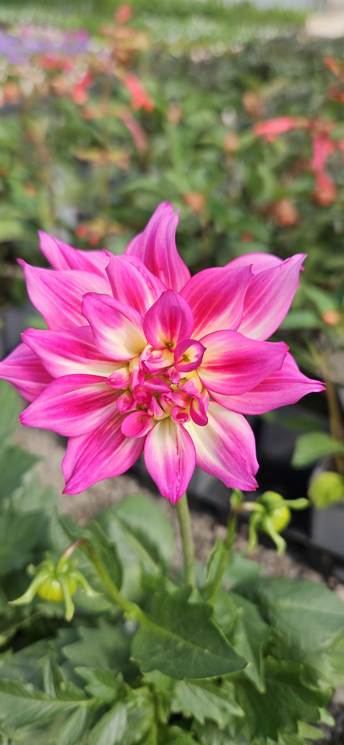 Dahlia 'labella Maggiore Fun Pomegranate' - View 20 from www redcrocus com