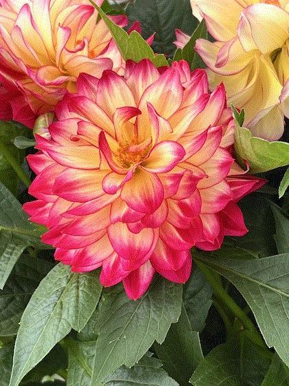 Dahlia 'labella Maggiore Fun Pomegranate' - View 21 from www redcrocus com