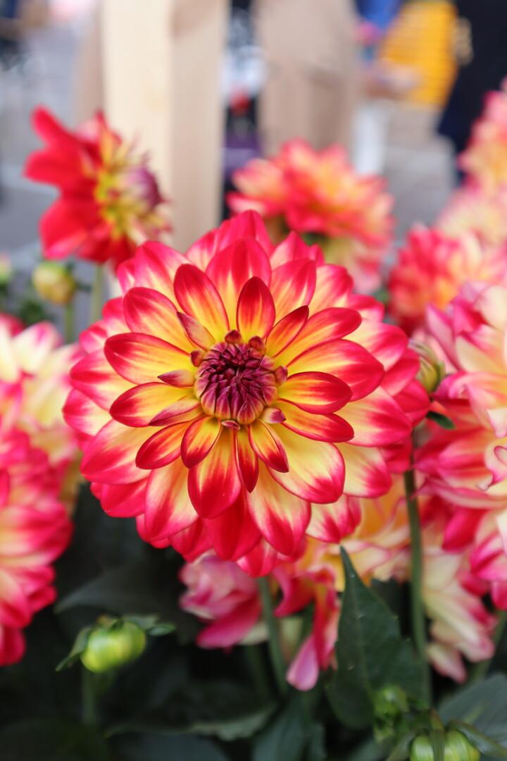 Dahlia 'labella Maggiore Fun Pomegranate' - View 3 from www redcrocus com