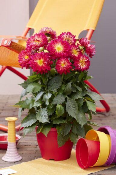 Dahlia 'labella Maggiore Fun Pomegranate' - View 8 from www redcrocus com