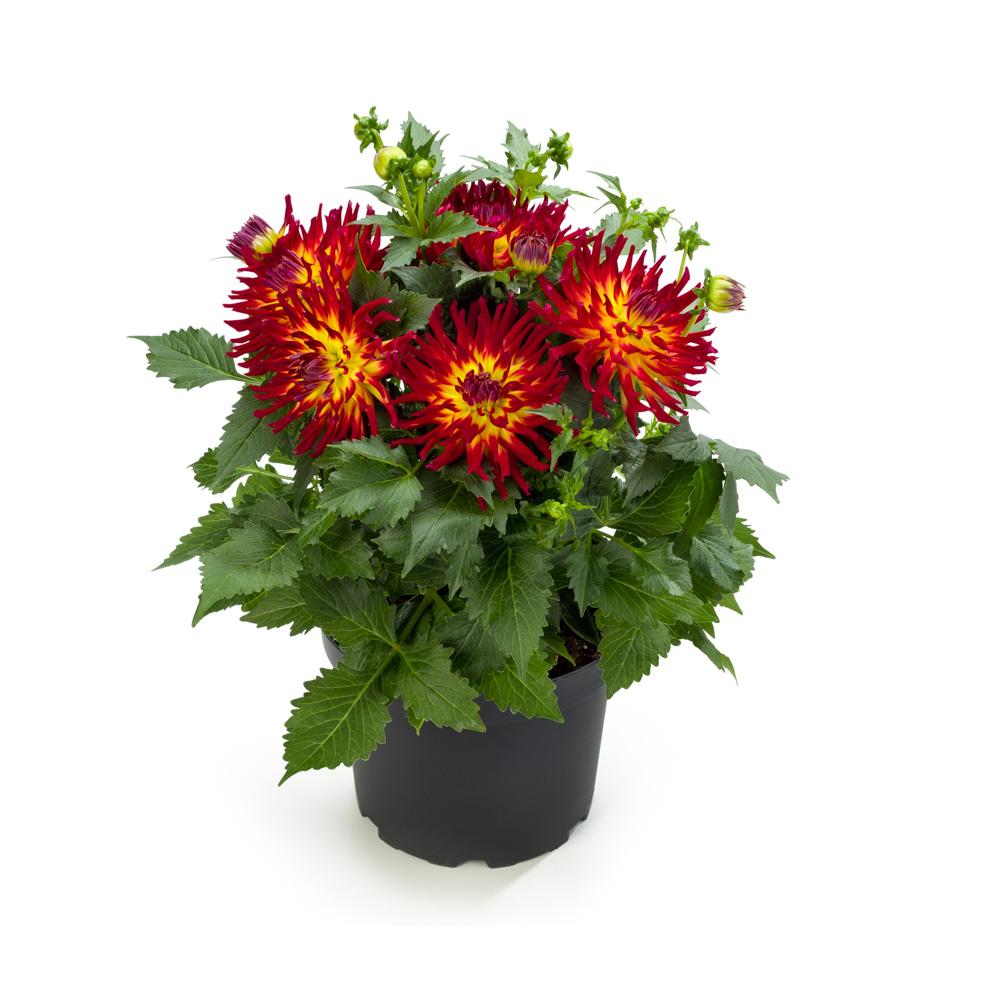 Dahlia 'labella Maggiore Fun Fire' - View 11 from www redcrocus com
