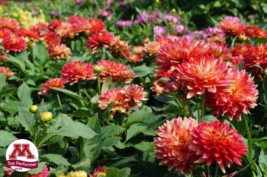 Dahlia 'labella Maggiore Fun Fire' - View 13 from www redcrocus com
