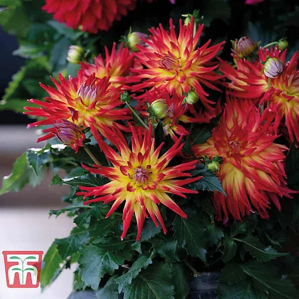 Dahlia 'labella Maggiore Fun Fire' - View 15 from www redcrocus com