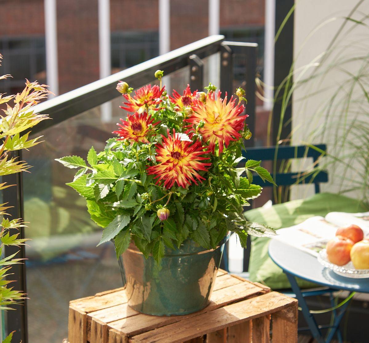 Dahlia 'labella Maggiore Fun Fire' - View 16 from www redcrocus com