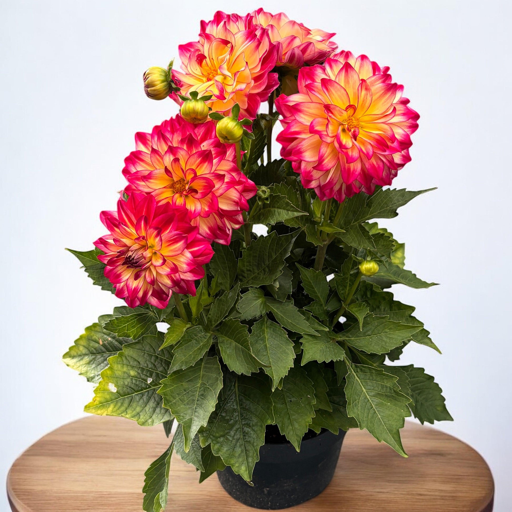 Dahlia 'labella Maggiore Fun Fire' - View 19 from www redcrocus com