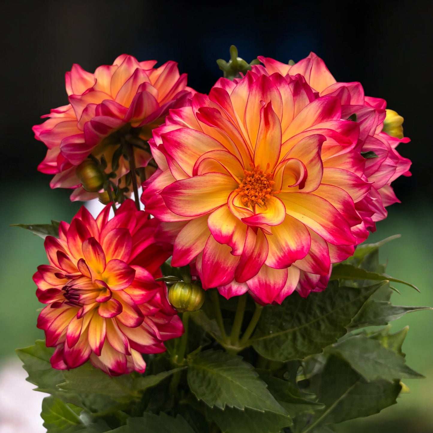 Dahlia 'labella Maggiore Fun Fire' - View 20 from www redcrocus com