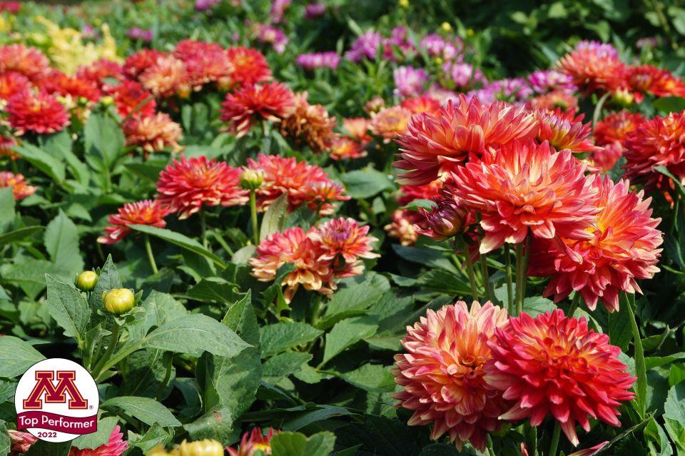 Dahlia 'labella Maggiore Fun Fire' - View 21 from www redcrocus com