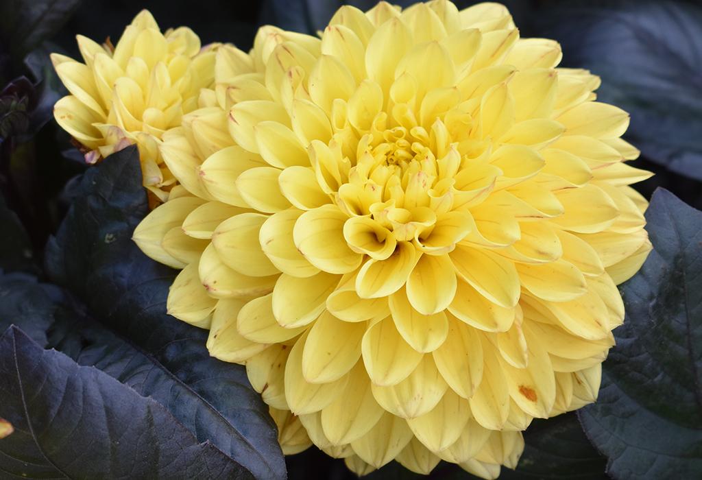 Dahlia 'labella Maggiore Fun Fire' - View 22 from www redcrocus com
