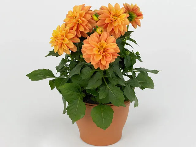 Dahlia 'labella Grande Fun Sunrise' - View 11 from www redcrocus com