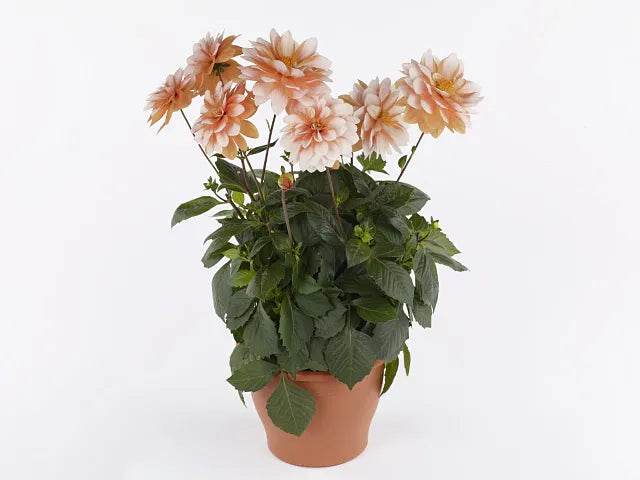 Dahlia 'labella Grande Fun Sunrise' - View 12 from www redcrocus com