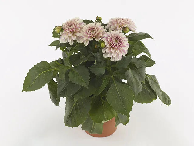 Dahlia 'labella Grande Fun Sunrise' - View 13 from www redcrocus com