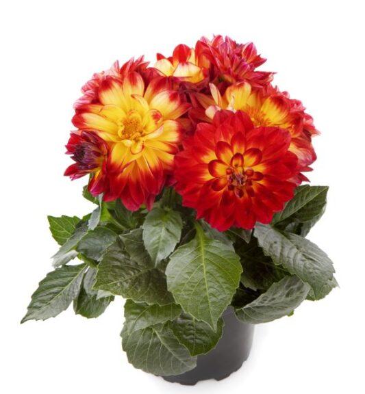 Dahlia 'labella Grande Fun Sunrise' - View 14 from www redcrocus com