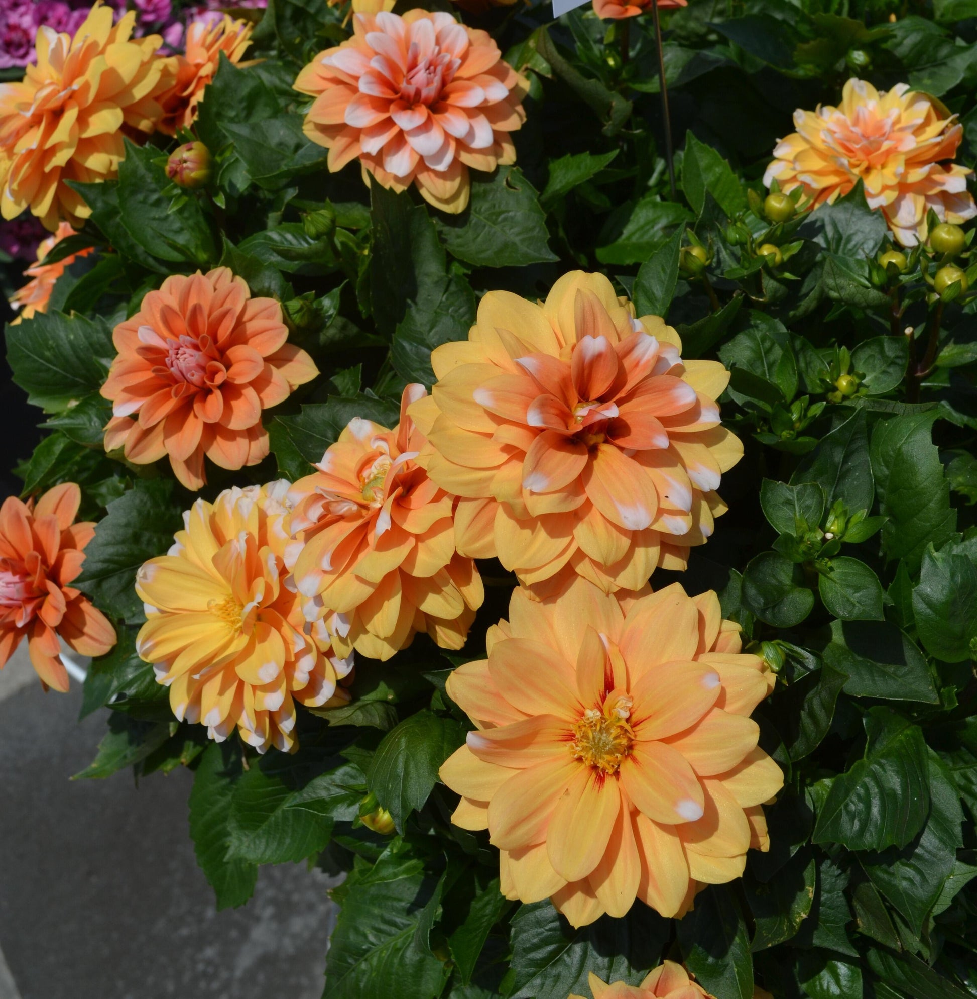 Dahlia 'labella Grande Fun Sunrise' - View 16 from www redcrocus com