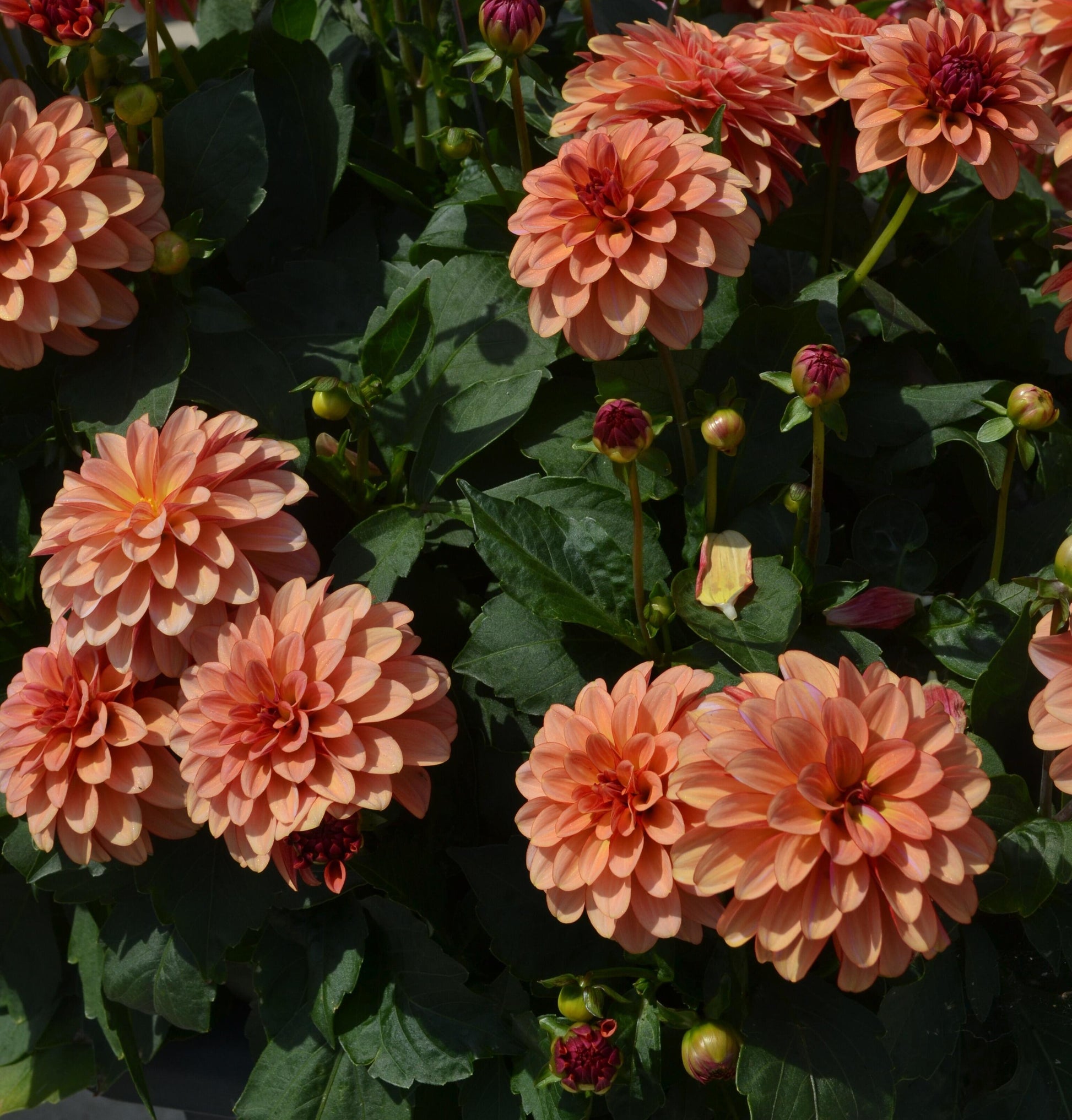Dahlia 'labella Grande Fun Sunrise' - View 17 from www redcrocus com