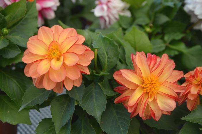 Dahlia 'labella Grande Fun Sunrise' - View 19 from www redcrocus com