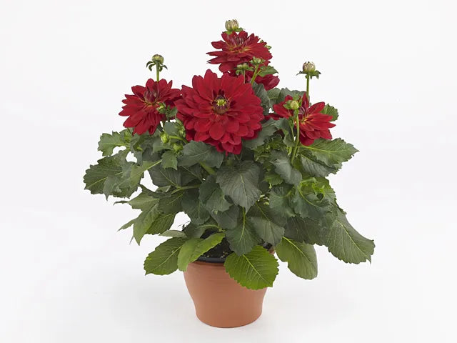 Dahlia 'labella Grande Fun Sunrise' - View 22 from www redcrocus com