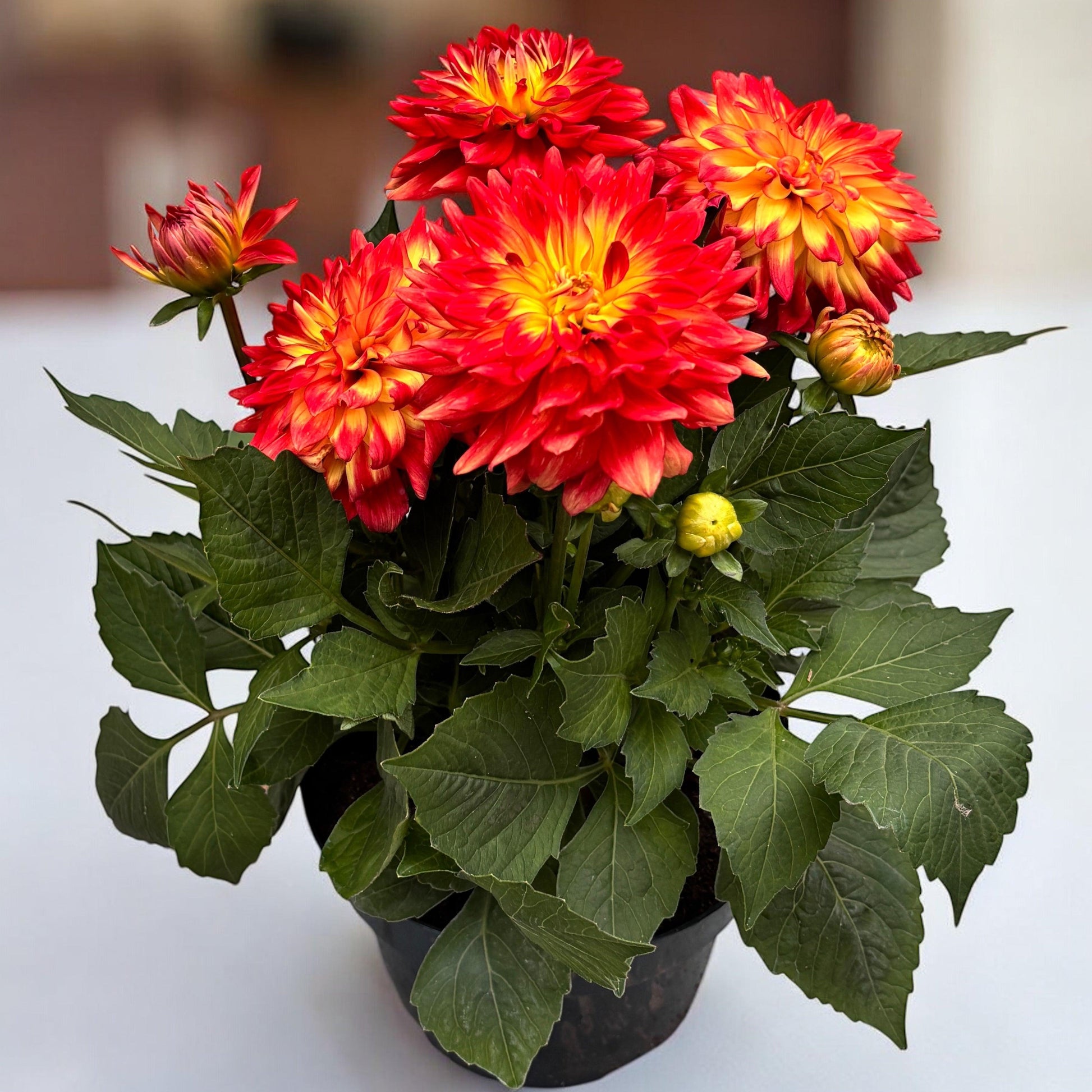 Dahlia 'labella Grande Fun Sunrise' - View 23 from www redcrocus com