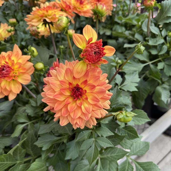 Dahlia 'labella Grande Fun Sunrise' - View 24 from www redcrocus com