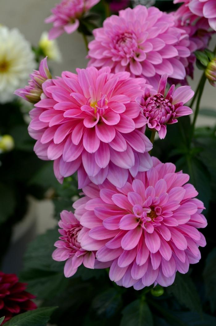 Dahlia 'labella Grande Fun Sunrise' - View 27 from www redcrocus com