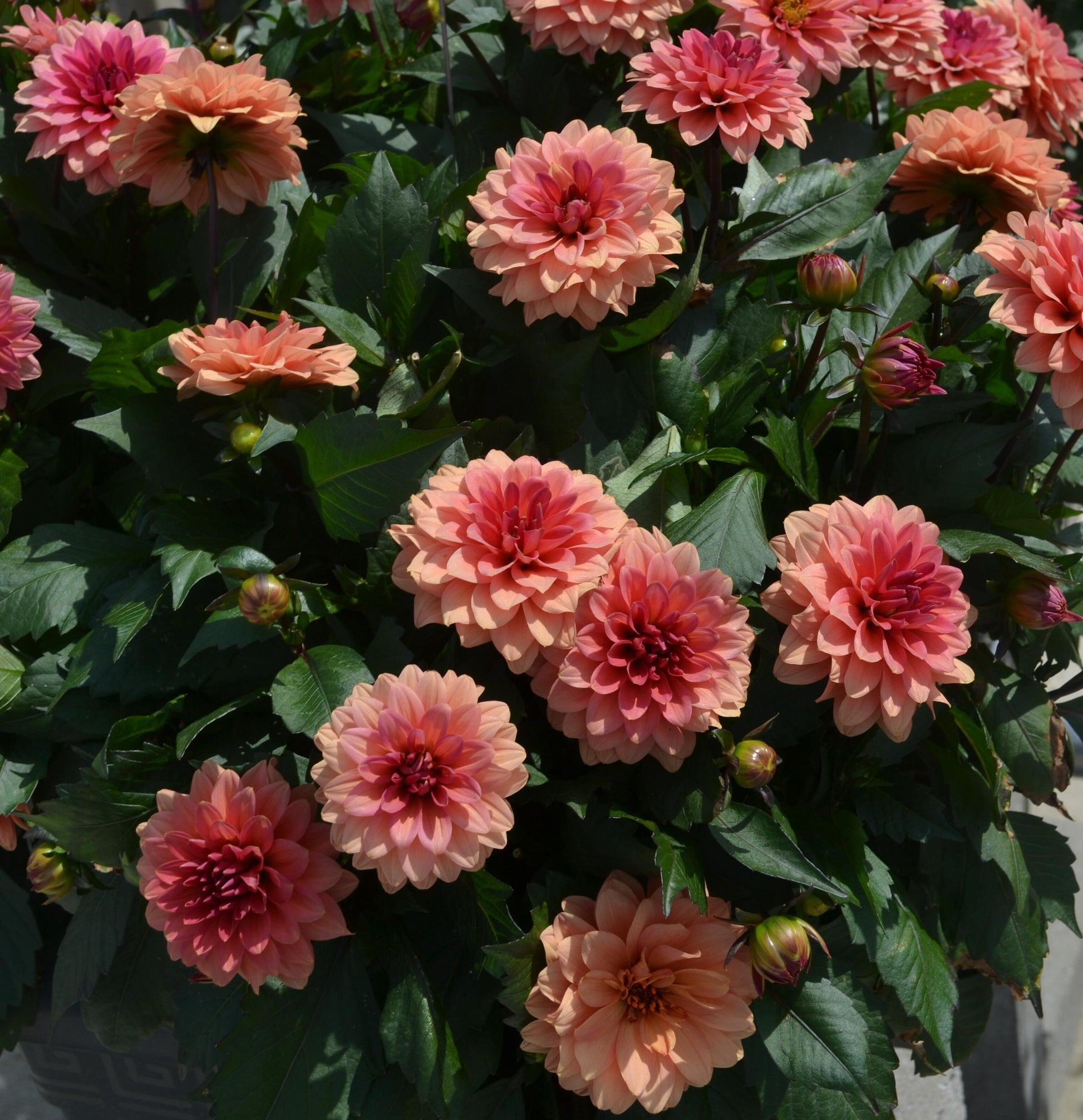 Dahlia 'labella Grande Fun Sunrise' - View 28 from www redcrocus com