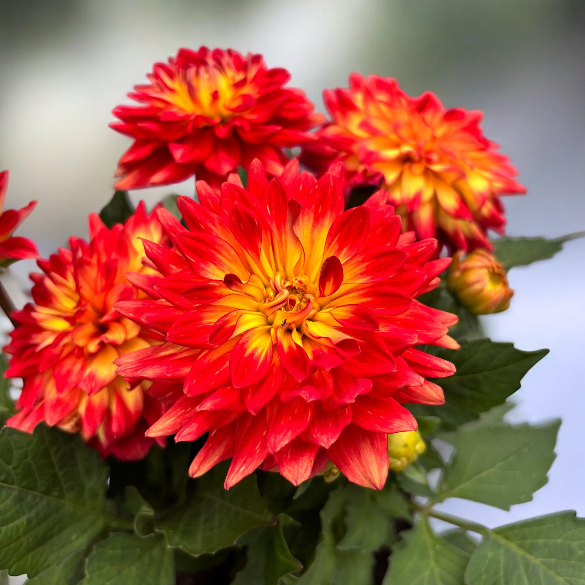 Dahlia 'labella Grande Fun Sunrise' - View 29 from www redcrocus com