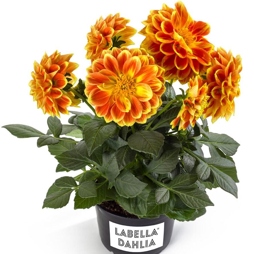 Dahlia 'labella Grande Fun Sunrise' - View 30 from www redcrocus com