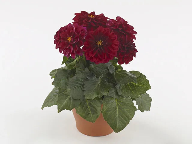 Dahlia 'labella Grande Fun Sunrise' - View 34 from www redcrocus com