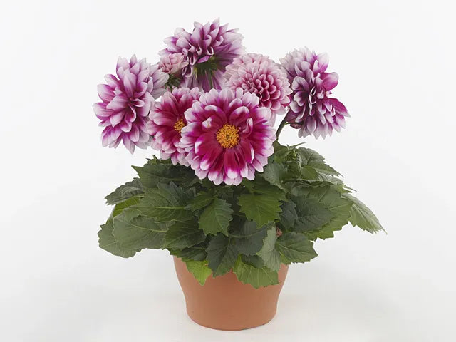 Dahlia 'labella Grande Fun Sunrise' - View 36 from www redcrocus com
