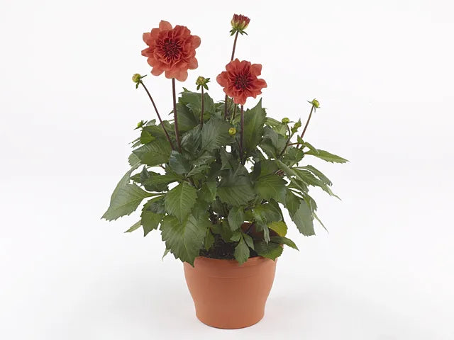 Dahlia 'labella Grande Fun Sunrise' - View 37 from www redcrocus com