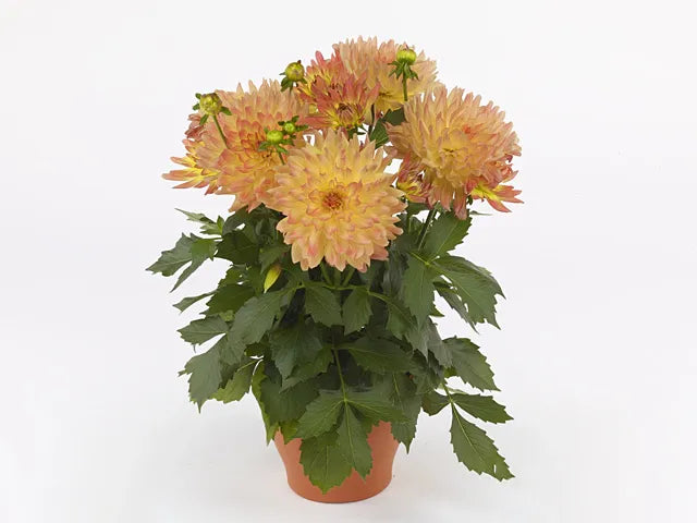 Dahlia 'labella Grande Fun Sunrise' - View 38 from www redcrocus com