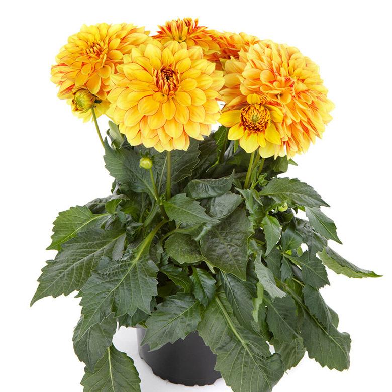 Dahlia 'labella Grande Fun Sunrise' - View 40 from www redcrocus com