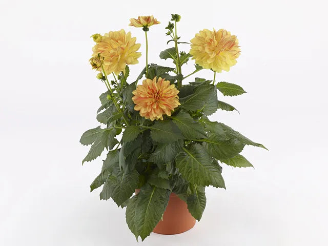 Dahlia 'labella Grande Fun Sunrise' - View 5 from www redcrocus com