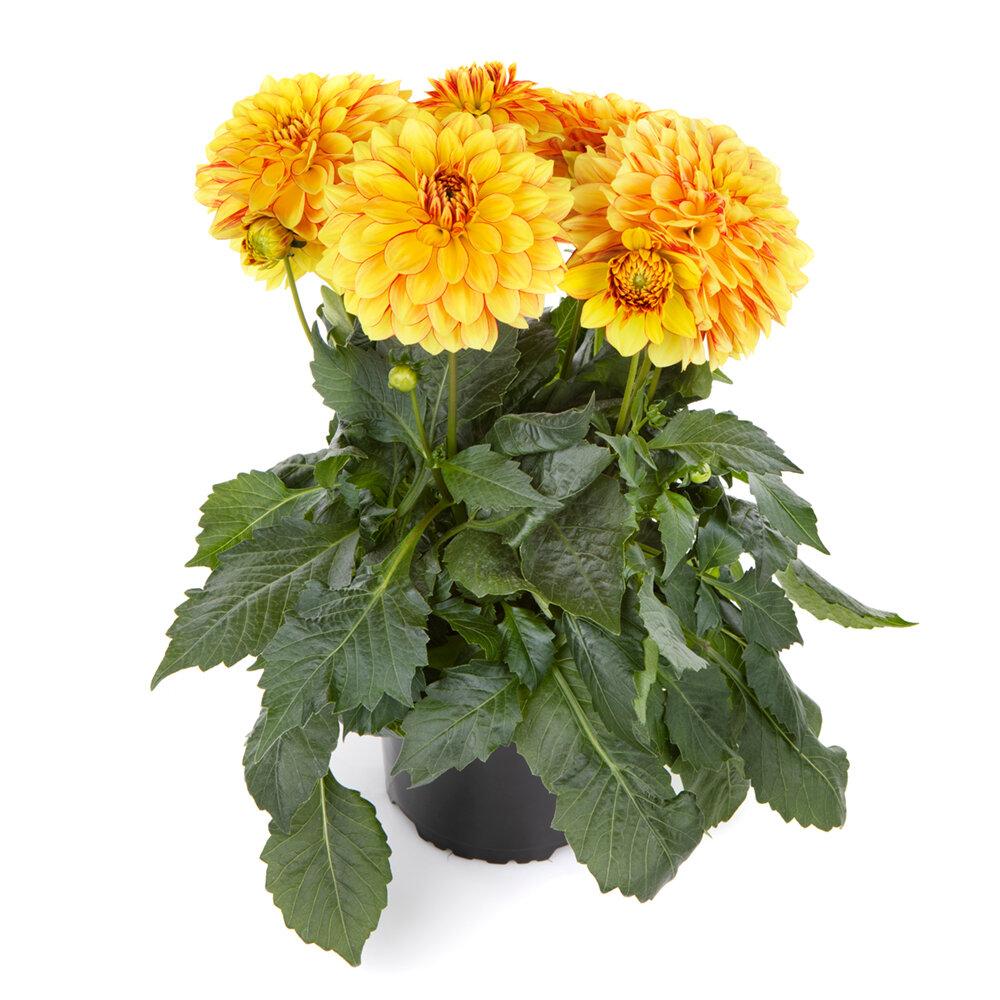 Dahlia 'labella Grande Fun Sunrise' - View 6 from www redcrocus com