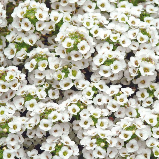 Alyssum Clear Crystal White - View 1 from www redcrocus com